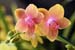 01_Twin_Orchids