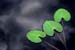 03_Spatterdock