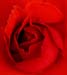 04_Red_Rose