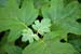 05_Cool_Green_Leaves
