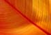 06_Orange_Leaf