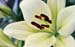 09_Pale_Green_Lily
