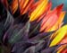 11_Red_Sunflower