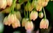12_Enkianthus