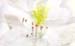 14_White_Azalea