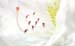 15_White_Azalea_2