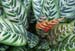 17_One_Red_Leaf