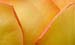 20_Yellow_Rose