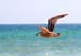 22_Gull_in_Flight