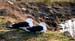 23_Gulls_at_Sunset