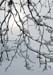 02_Snow_and_Branches
