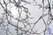 02_Snow_and_Branches_2