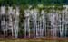 14_Quaking_Aspens