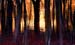 33_Trees_and_Water_3