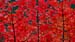 Red_Branches