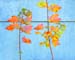 Saplings